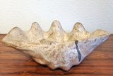 LARGE VINTAGE McCARTY POTTERY NUTMEG CLAMSHELL