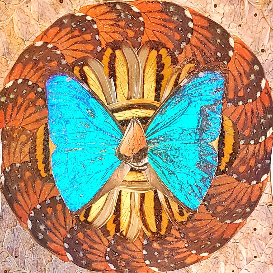 ANTIQUE BRAZILIAN BUTTERFLY WING TRAY (1920s)